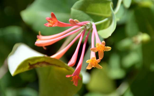 Lonicera arizonica, Arizona Honeysuckle, Southwest Desert Flora